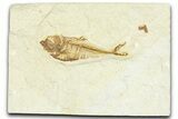 Detailed Fossil Fish (Diplomystus) - Wyoming #367577-1
